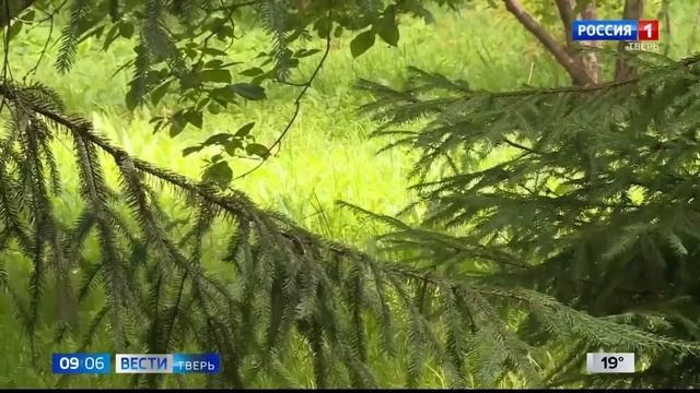 Спасатели АСС Тверской области ежедневно выезжают на поиски заблудившихся в лесу смотреть онлайн