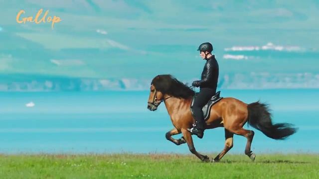 аллюры исландских лошадей смотреть онлайн