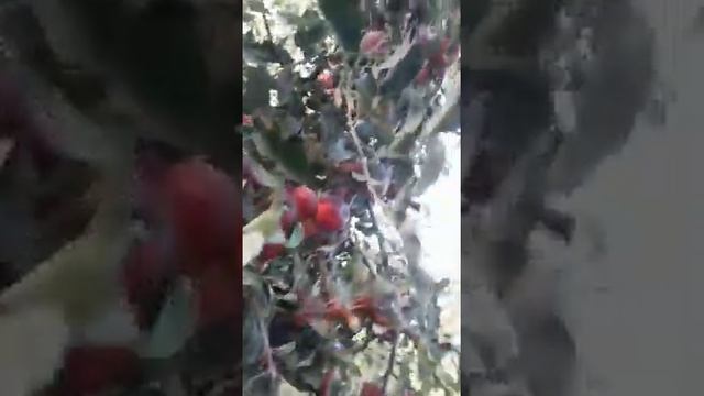 Яблоня зимняя Александр Бойко. смотреть онлайн