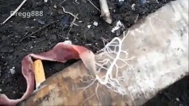 Немертина смотреть онлайн