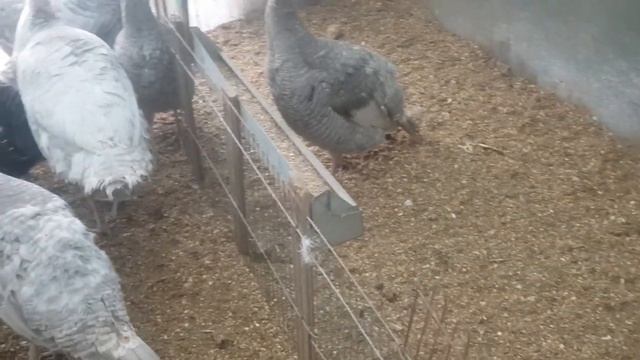 Что можно давать профилактически в период инкубации индюкам.Формировка семей, гнездо для индюшек тд смотреть онлайн