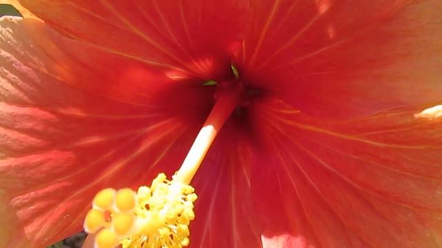 The Pink Hibiscus смотреть онлайн