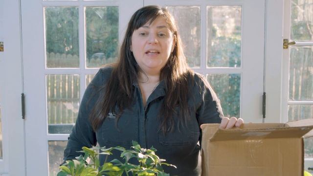 Hellebore Plant Unboxing| Pine Knot Farms| Growing Lenten Rose