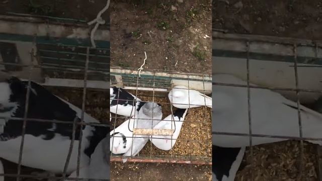 #Голуби.Самарский рынок голубей 24.05.20 смотреть онлайн