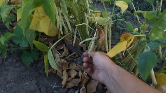 Созрела фасоль кустовая. смотреть онлайн