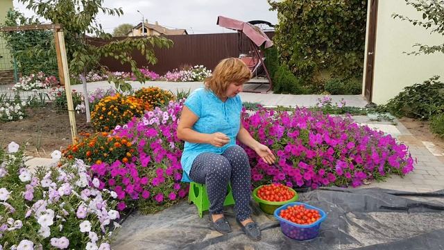 Самые УРОЖАЙНЫЕ, ЛУЧШИЕ и ВКУСНЫЕ сорта томатов (черри) ?Лучшие низкорослые помидоры 2019 смотреть онлайн