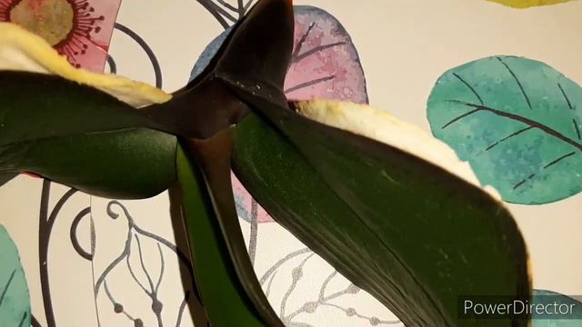 Аркс Рей - Незаконченная история/11 января 2022г. смотреть онлайн