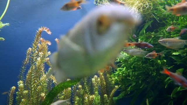 ЛЕВ : РОЖДЕННЫЙ БЫТЬ ЗВЕЗДОЙ ШОУ - Характеристика знака зодиака ЛЕВ смотреть онлайн