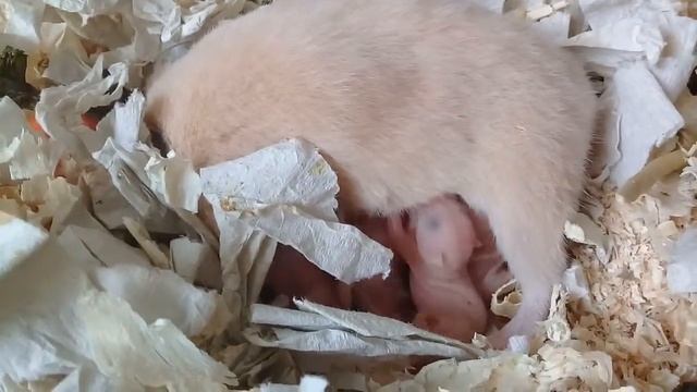 Хомячиха- мама кормит хомячат смотреть онлайн