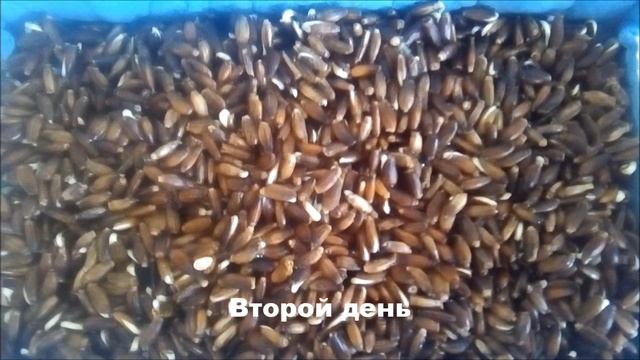 Проростки расторопши. смотреть онлайн