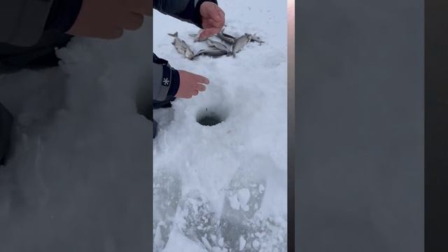 Весна. Синец! #зимняярыбалка #синец #рыбалка смотреть онлайн