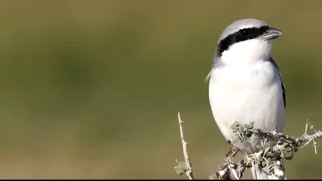 Южный серый сорокопут - Lanius Meridionalis (Temminck, 1820)