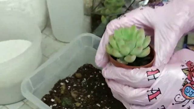 Как посадить композицию из суккулентов в геометрический флорариум смотреть онлайн