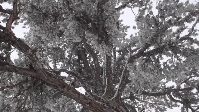 Симеон Афонский. Самый лучший и строгий пост смотреть онлайн