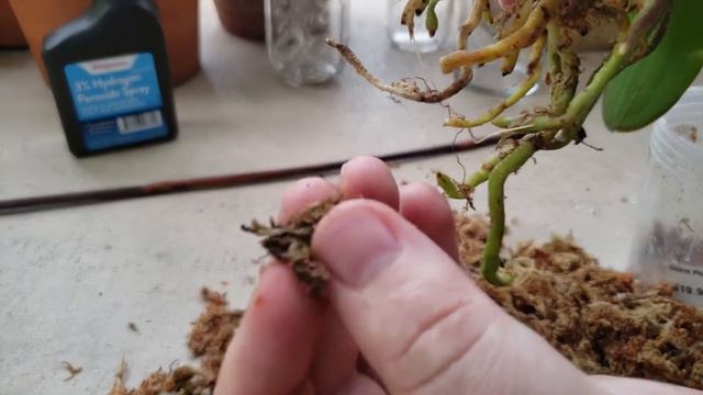 How to Replant Phalaenopsis Orchid смотреть онлайн