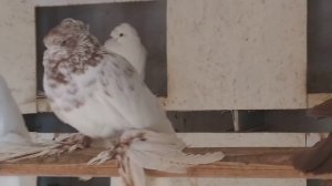 #Бойные #Голуби.  Узбеки! Турки! Голуби Андрющенко Никалая!+79627525475