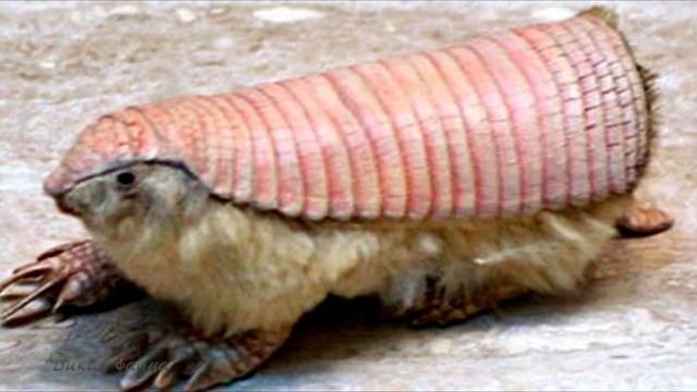 Розовый волшебный броненосец/Pink magic battleship смотреть онлайн