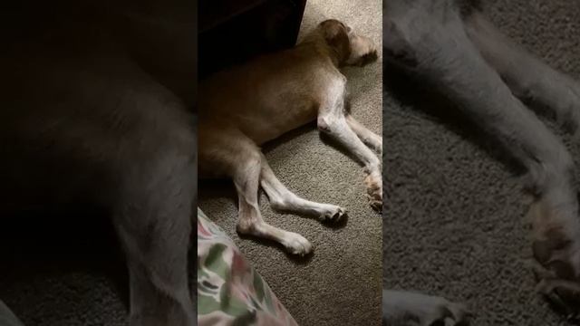 Лацы спит, но идет смотреть онлайн