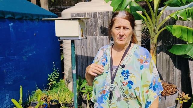 Сад и огород в Австралии: что обычно выращивают местные садоводы смотреть онлайн