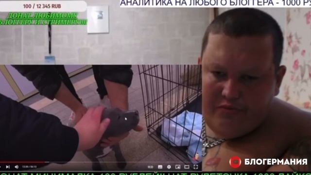 У КОГО И КАКУЮ СОБАКУ ПОКУПАЕТ ГРИША "ПОЛНОЕ ТВ" ЗА 45 000 РУБЛЕЙ? / КАКУЮ КЛИЧКУ ПРИДУМАЛ ЩЕНКУ? смотреть онлайн