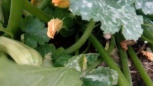 Кабачок Кавили F1 - СУПЕР УРОЖАЙНЫЙ!