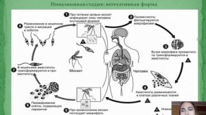 МЕДИЦИНСКАЯ ПАРАЗИТОЛОГИЯ | Урок 6. Ротовая и кишечная амёбы. Лейшмании