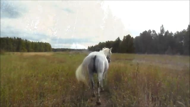 Как приучить лошадь к выстрелам. Лошади Видео 2016 hunting horse смотреть онлайн