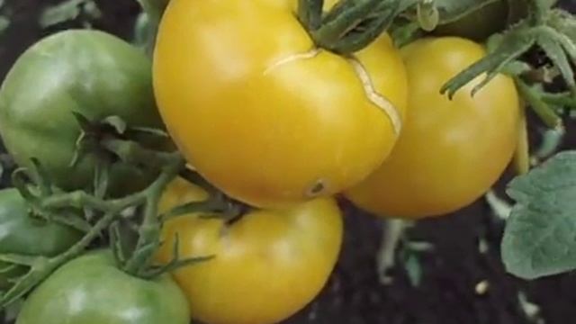 СОРТ ТОМАТА ЖЕЛТЫЙ ШАР. ВИДЕООБЗОР. Ольга Чернова 15 июля смотреть онлайн