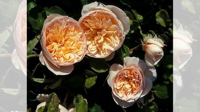 Jayne Austin Rose, David Austin смотреть онлайн