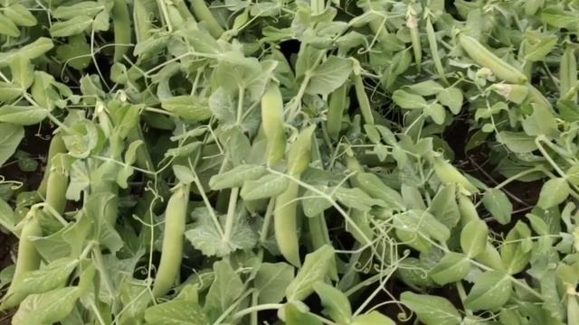 top 3 variety of pea/matar. अगेती मटर 15 September के बाद लगने वाली मटर| gs 10 matar # matar #viral смотреть онлайн