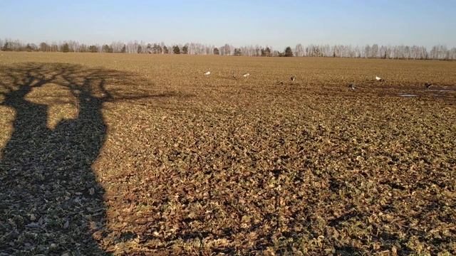 ОХОТА на ГУСЕЙ в Беларуси 2022 часть 2 костюм Леший маскировка смотреть онлайн