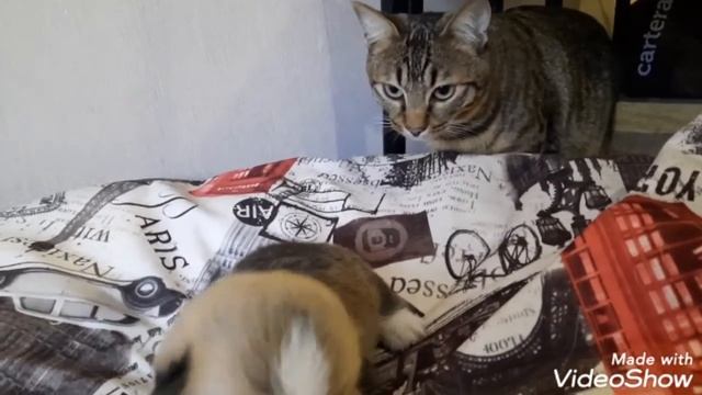 Щенки вельш корги пемброк Иркутск питомник Бенефит элит смотреть онлайн