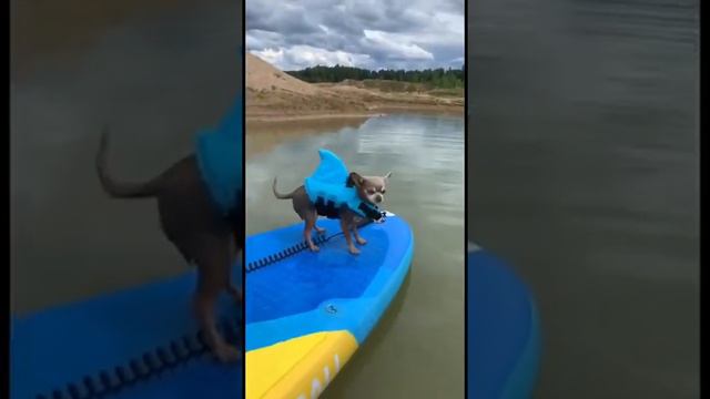 Собака на сапе #чихуахуа #собака #юмор #chihuahua #dog #cобаки #cane #dogvideo #치와와 #チワワ #犬 #狗 смотреть онлайн