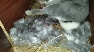 Первый окрол крольчихи!!!