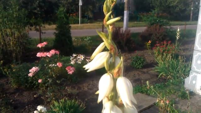 ОЧАРОВАТЕЛЬНАЯ ЮККА САДОВАЯ (ПОСАДКА, УХОД, АГРОТЕХНИКА) смотреть онлайн