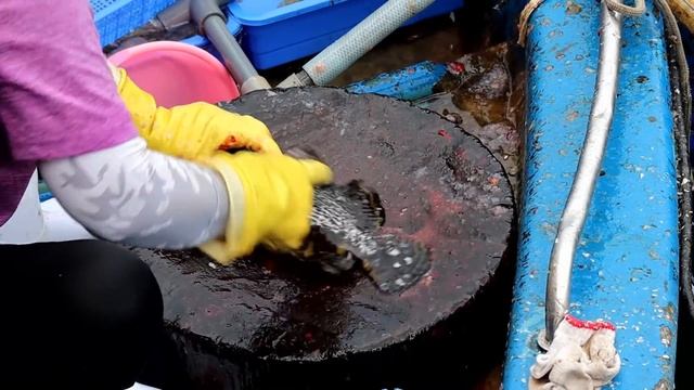 Cutting Live Leopard Coral Grouper & Sabah Grouper at Sai Kung Hong Kong 香港海鮮 今餐要吃得豐富 去西貢買生劏東星斑和沙巴龍 смотреть онлайн