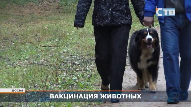 26.10.2023 В Ленобласти — осенняя кампания вакцинации животных. смотреть онлайн