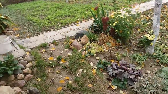 Я--"Плюшкин"/Я кудахчу/Муж лишил меня богатства/Видео № 233 смотреть онлайн