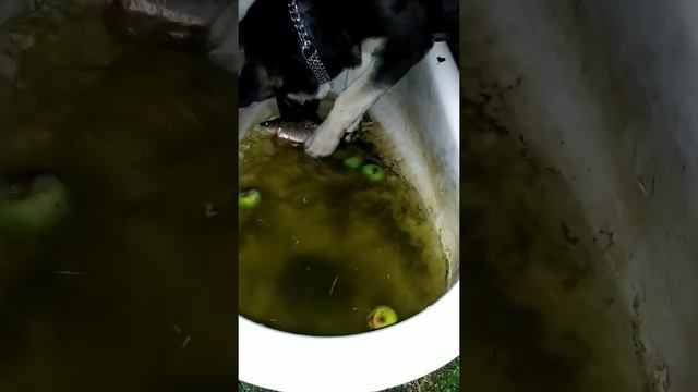 Мерседес ВЕО 4 месяца, знакомство с рыбой)Да,рыбку жалко,но ребёнку надо познавать мир.