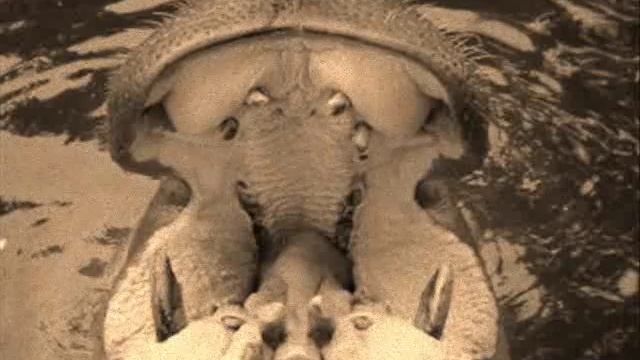 Hipopotam Beautiful animal смотреть онлайн