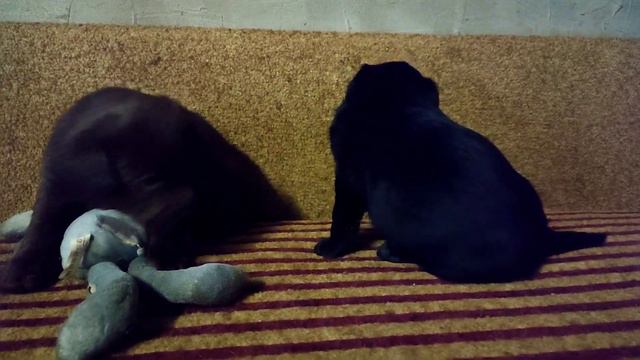 Щенки лабрадора, шоколад и чёрный. 🐶/Labrador Puppies, Chocolate And Black.