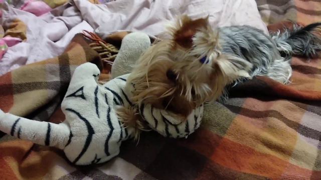 Загрыз тигра смотреть онлайн