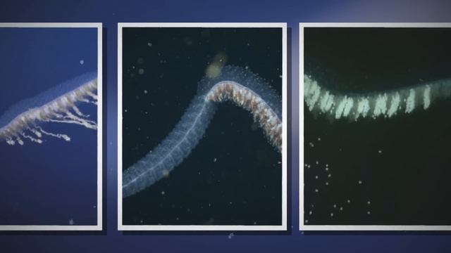 20 Most Terrifying Monsters Found In The Deep Sea смотреть онлайн