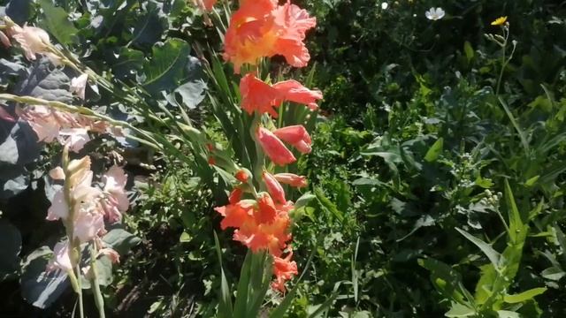 28. Купила дачу в деревне. Утро в деревне. Стирка. Что-то горит. Цветы в августе в Сибири. Барбарис