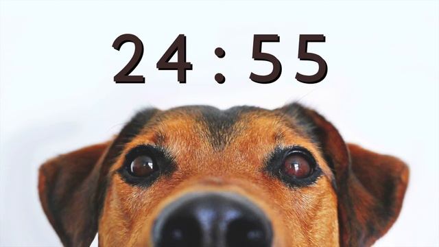 50 Minute Timer for School and Homework - Dog Bark Alarm Sound смотреть онлайн