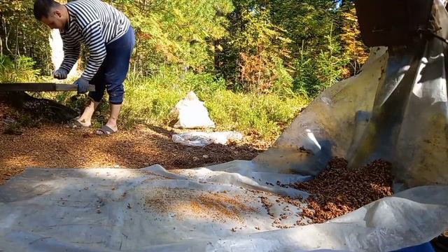 Промысел кедрового ореха!!! смотреть онлайн
