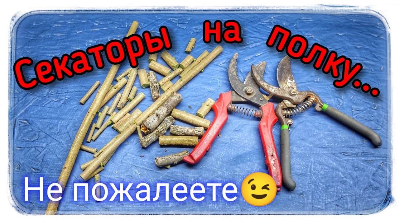 Секаторы уже не те... ?! И результат тоже! смотреть онлайн