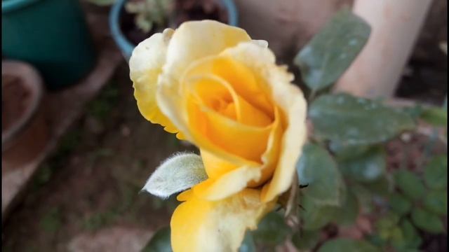 4 - My Rose garden tour ||Episode- 2|| David Austin, Hybrid Tea rose , Indian (Desi) Varities смотреть онлайн