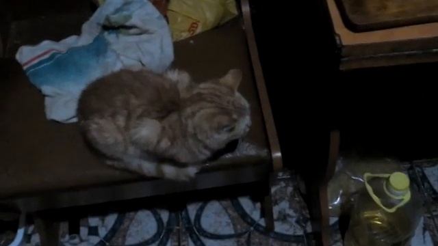 Наладили мой интернет # готовлю плов # замочила овес. смотреть онлайн