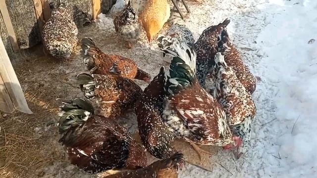 КУРЫ ЛИВЕНСКИЕ. ДВЕ РАСЦВЕТКИ. ПЕРВОЕ ЯЙЦО. смотреть онлайн